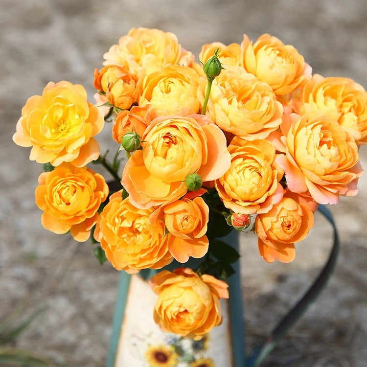 'Juicy Terrazza' Shrub Rose