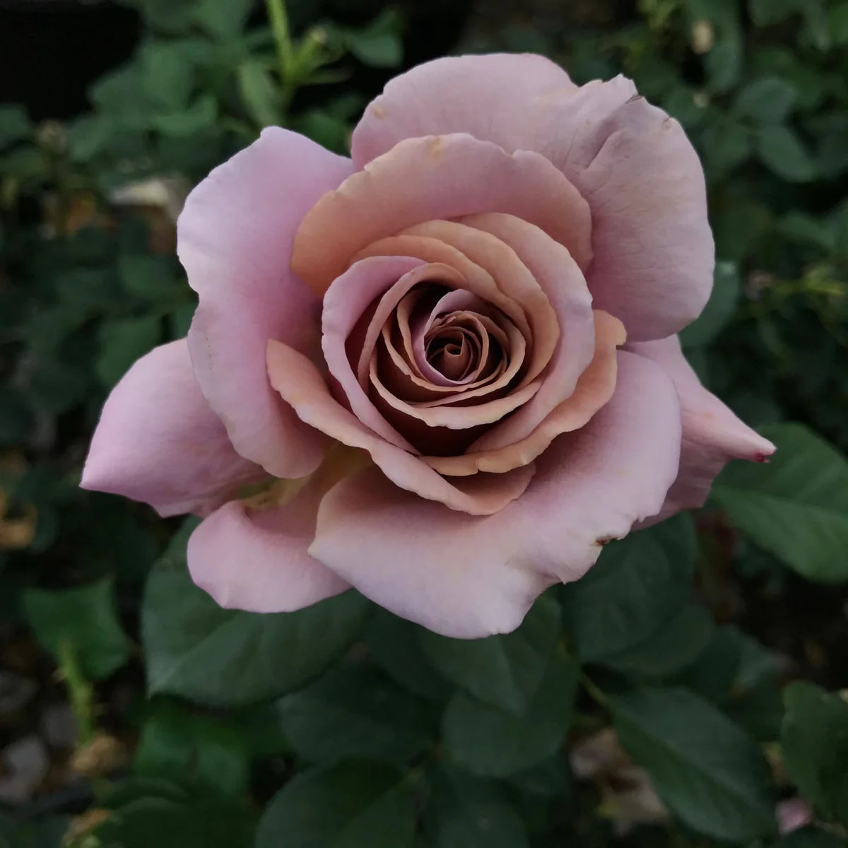 Koko Loco™ Shrub Rose Brush Live Plant, 5 gallon