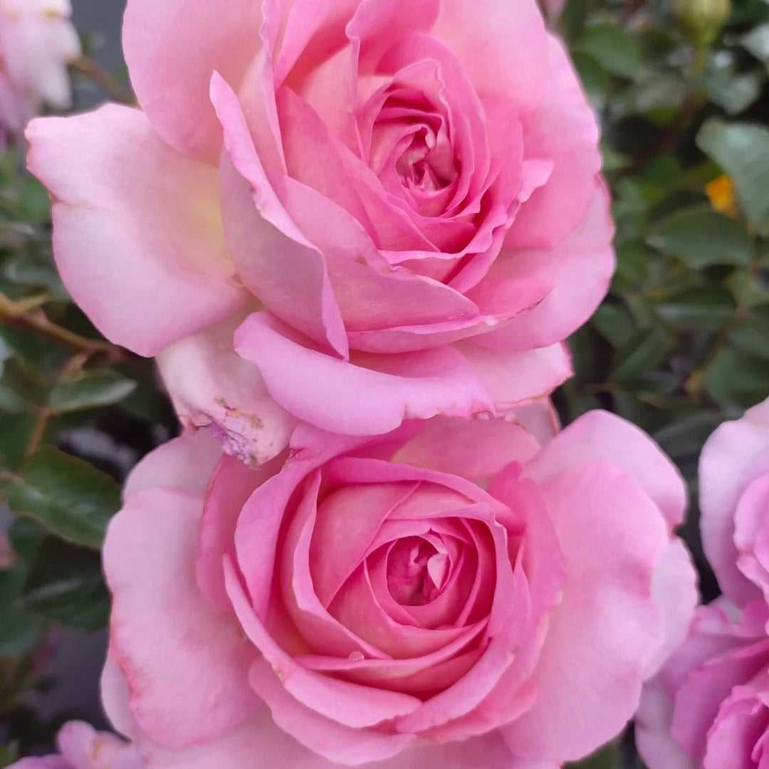 'Lanshan' Shrub Rose