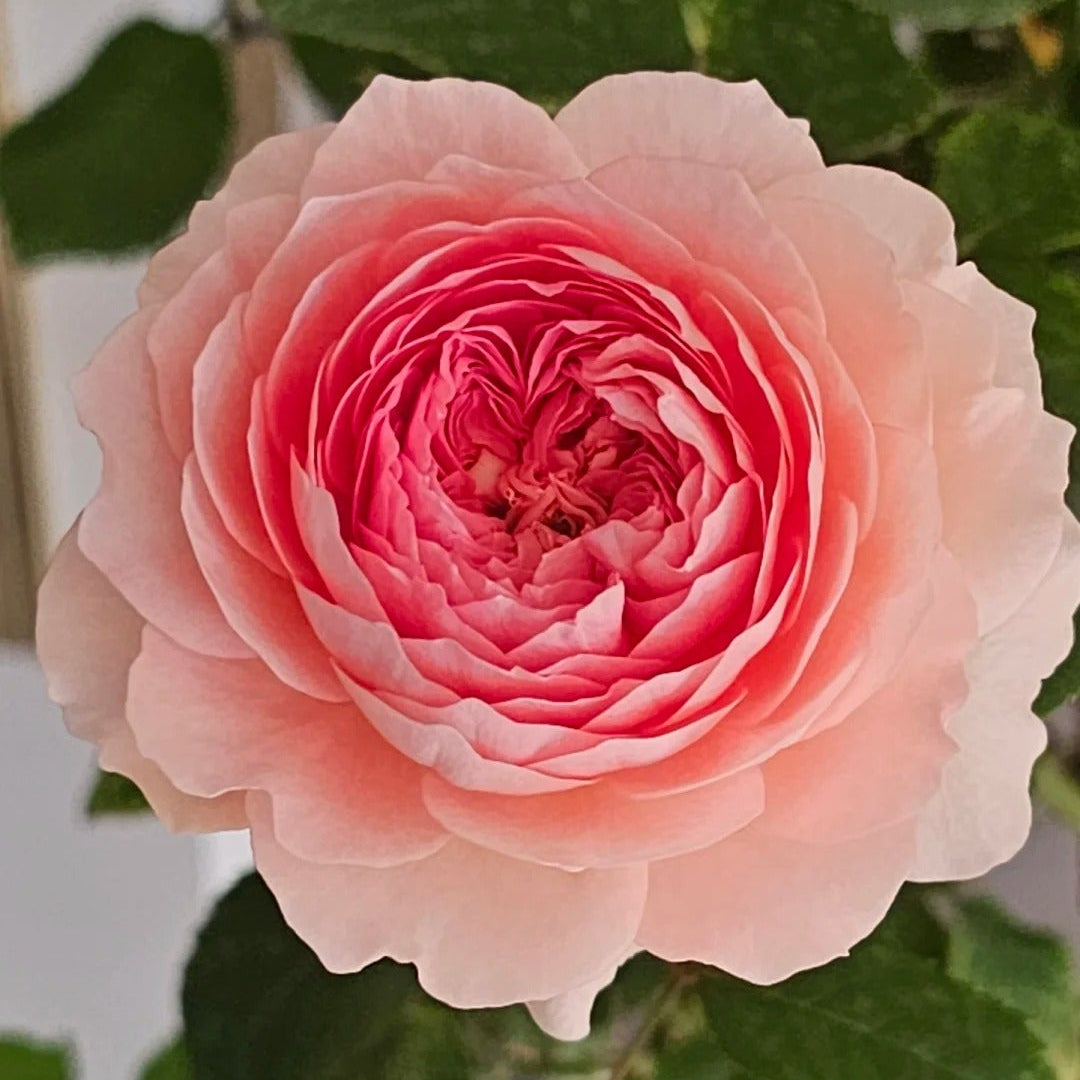 'Lanshan' Shrub Rose