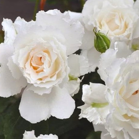 'Le Blanc' Shrub Rose
