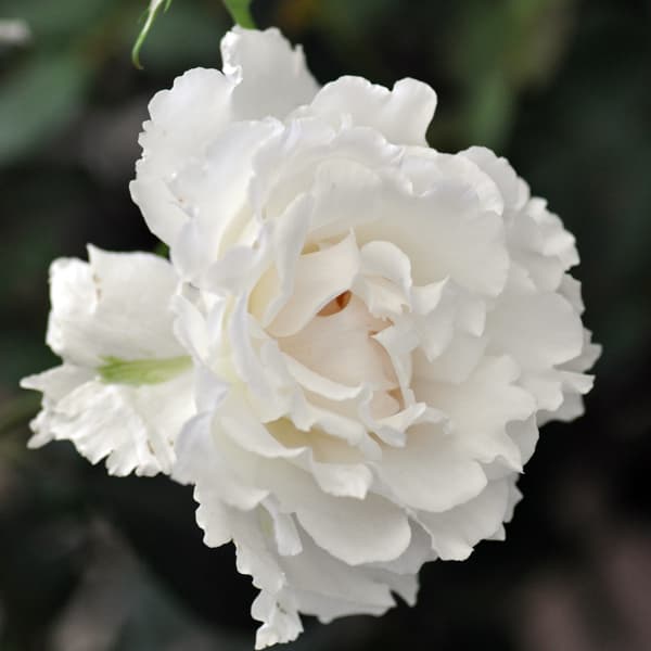 'Le Blanc' Shrub Rose
