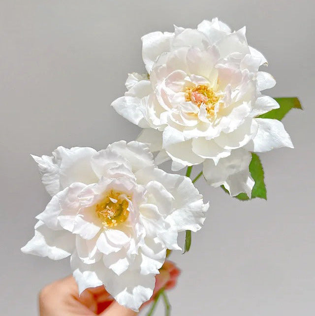 'Le Blanc' Shrub Rose