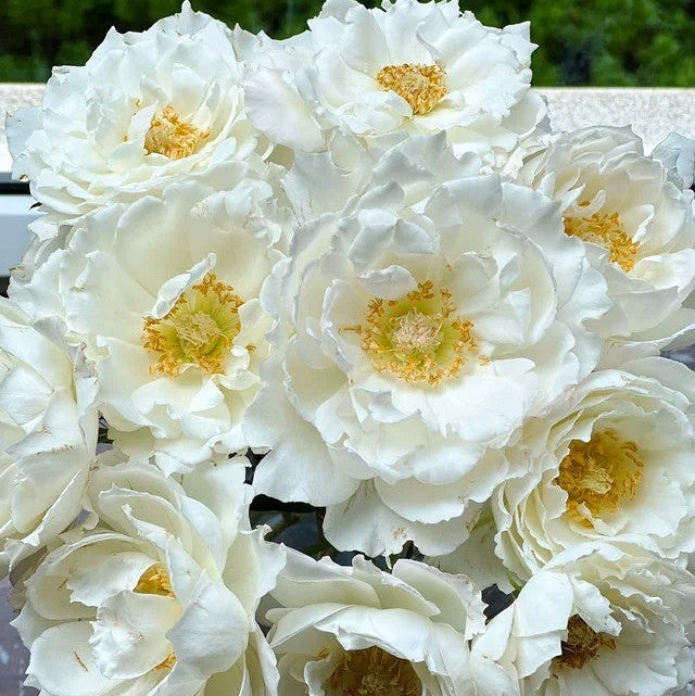 'Le Blanc' Shrub Rose