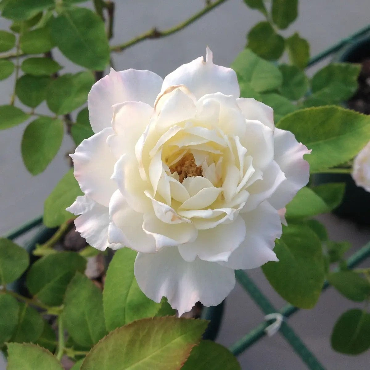 'Le Blanc' Shrub Rose