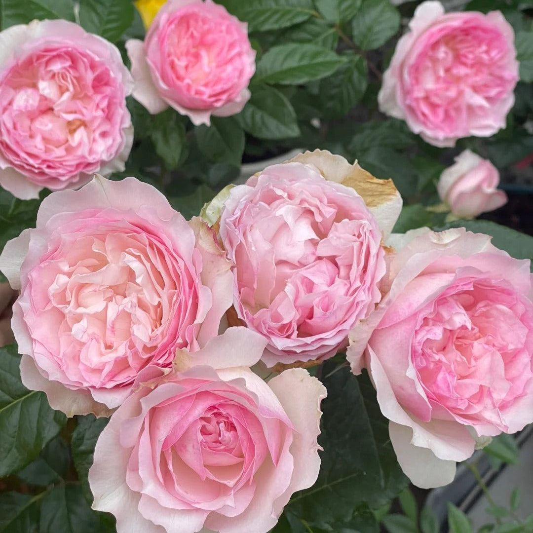 'Le Rire' Shrub Rose