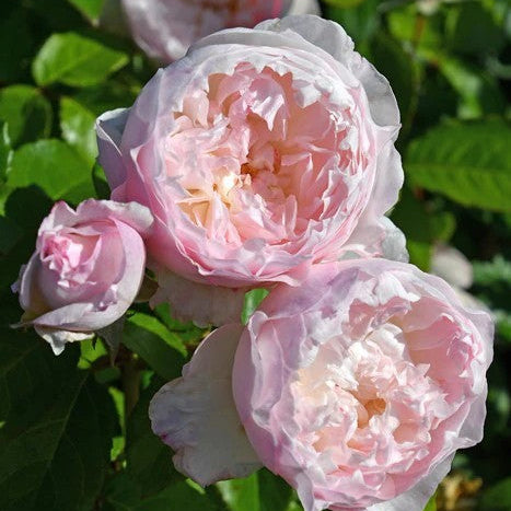 'Le Rire' Shrub Rose
