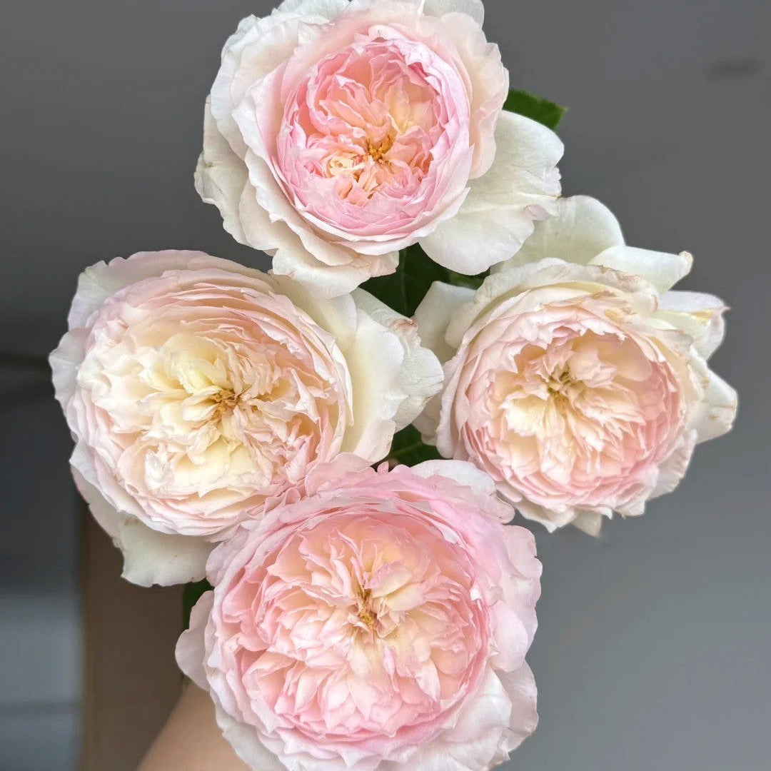 'Le Rire' Shrub Rose