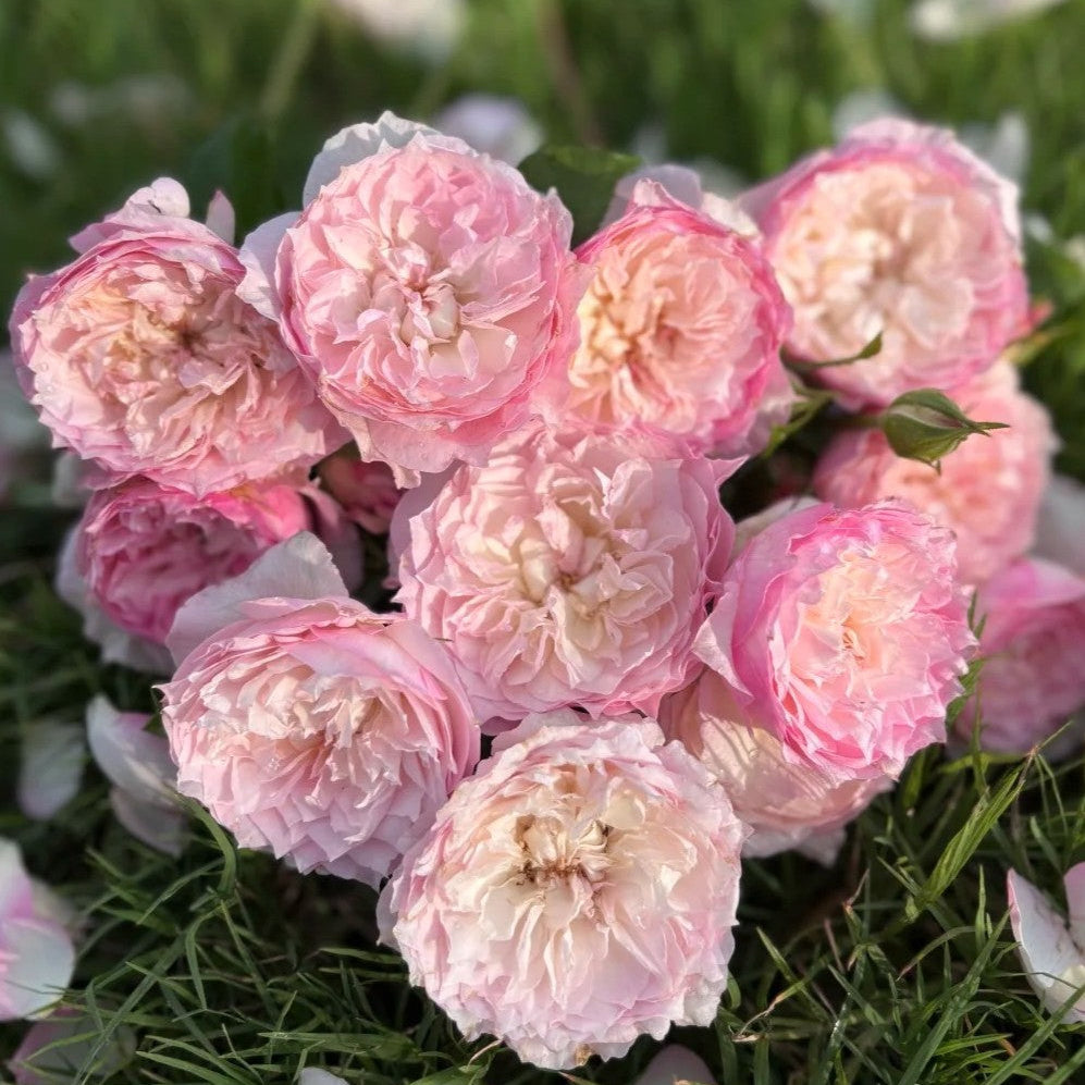 'Le Rire' Shrub Rose