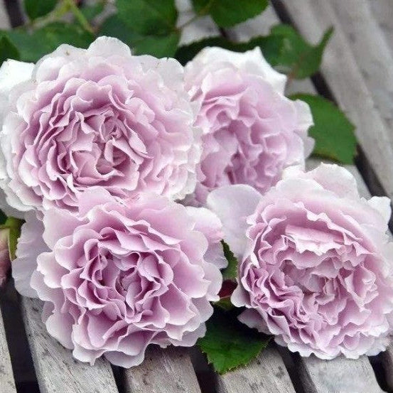 'Libellula' Shrub Rose