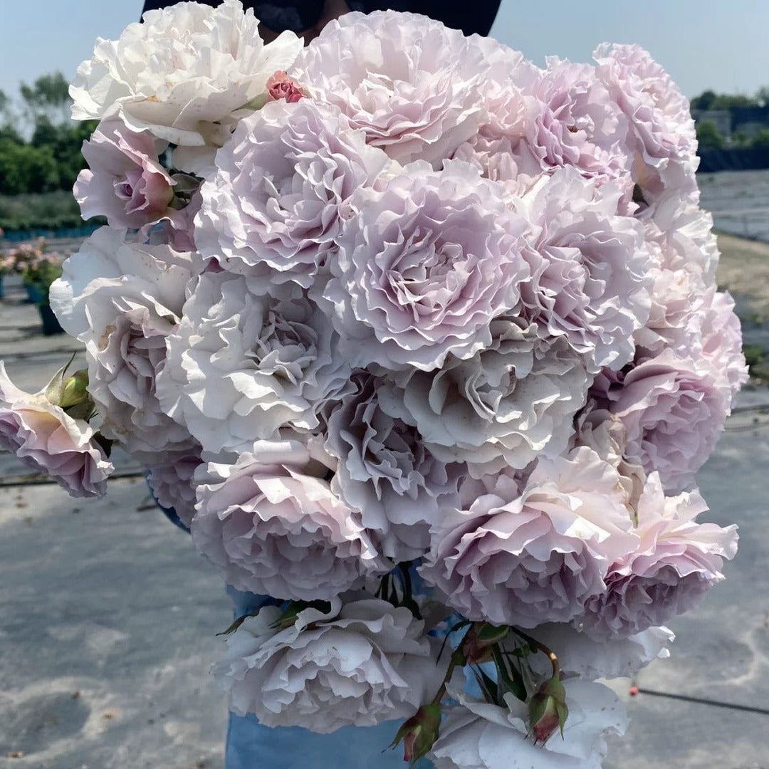 'Libellula' Shrub Rose