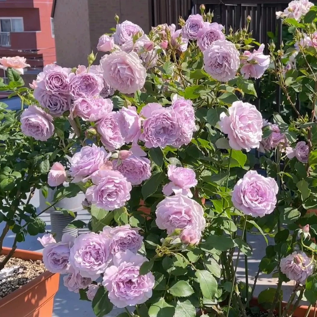 'Libellula' Shrub Rose