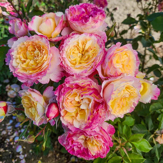 Living the Dream™ Shrub Rose Brush Live Plant, 5 gallon