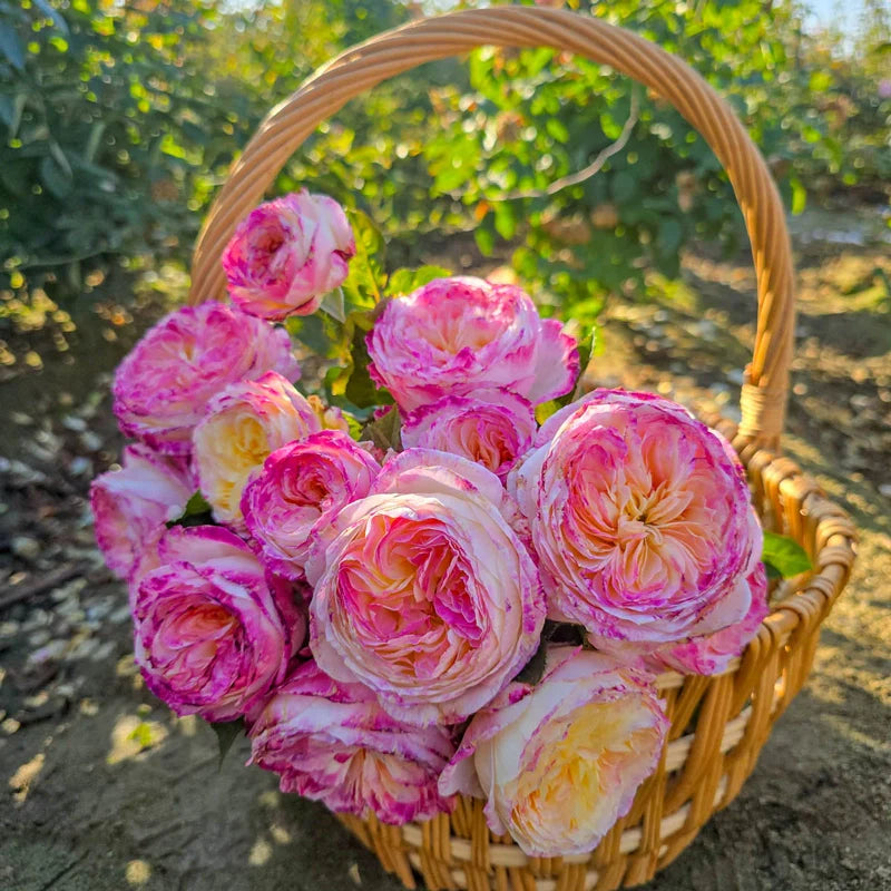 Living the Dream™ Shrub Rose Brush Live Plant, 5 gallon