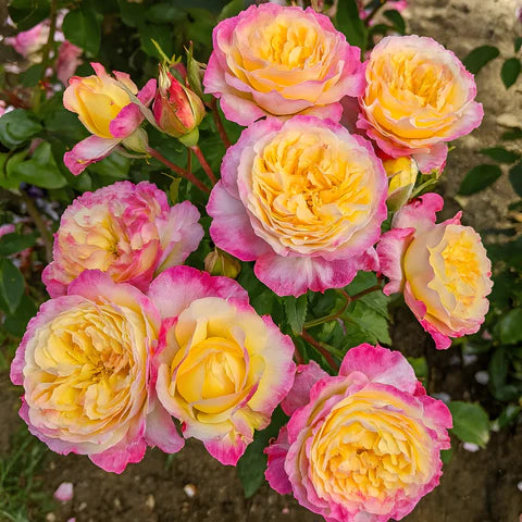Living the Dream™ Shrub Rose Brush Live Plant, 5 gallon