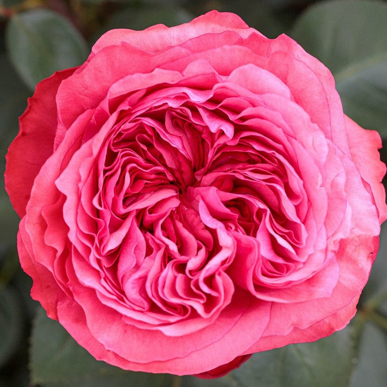 Loves Me, Loves Me Not™ Shrub Rose Brush Live Plant, 5 gallon