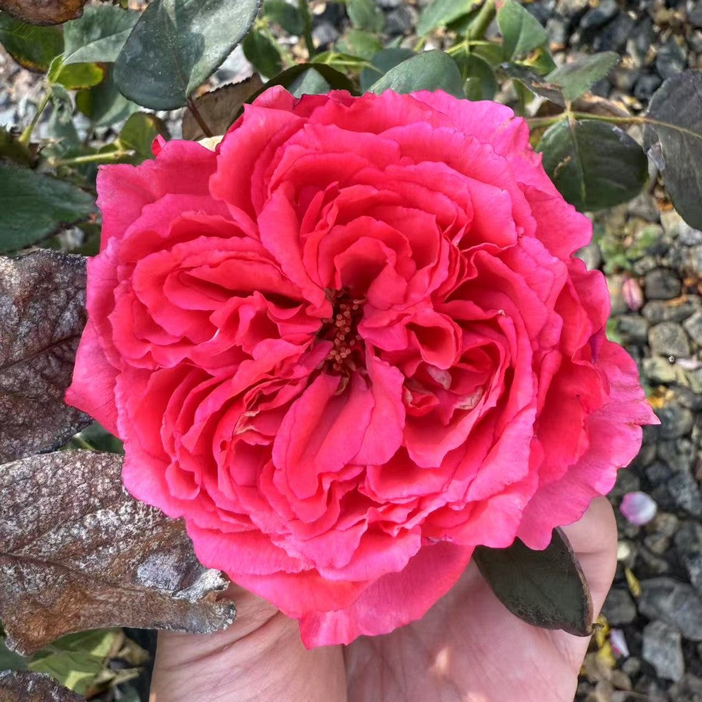 Loves Me, Loves Me Not™ Shrub Rose Brush Live Plant, 5 gallon