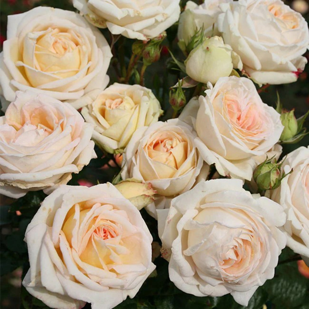 Madame Anisette™ Parfuma® Shrub Rose Brush Live Plant, 5 gallon