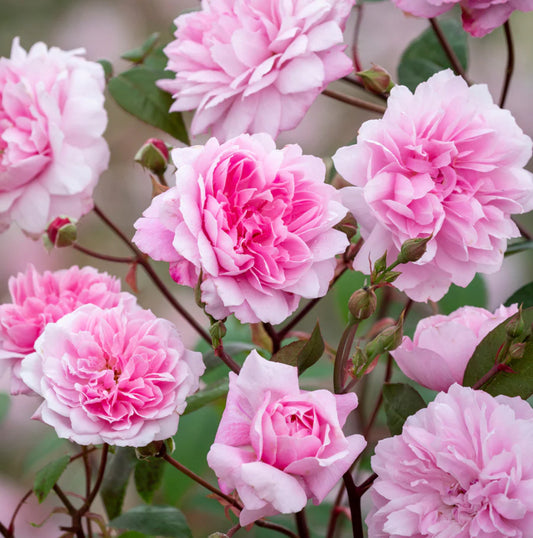 Mary Delany® (AUSorts) David Austin® Climbing Rose Brush Live Plant, 5 gallon