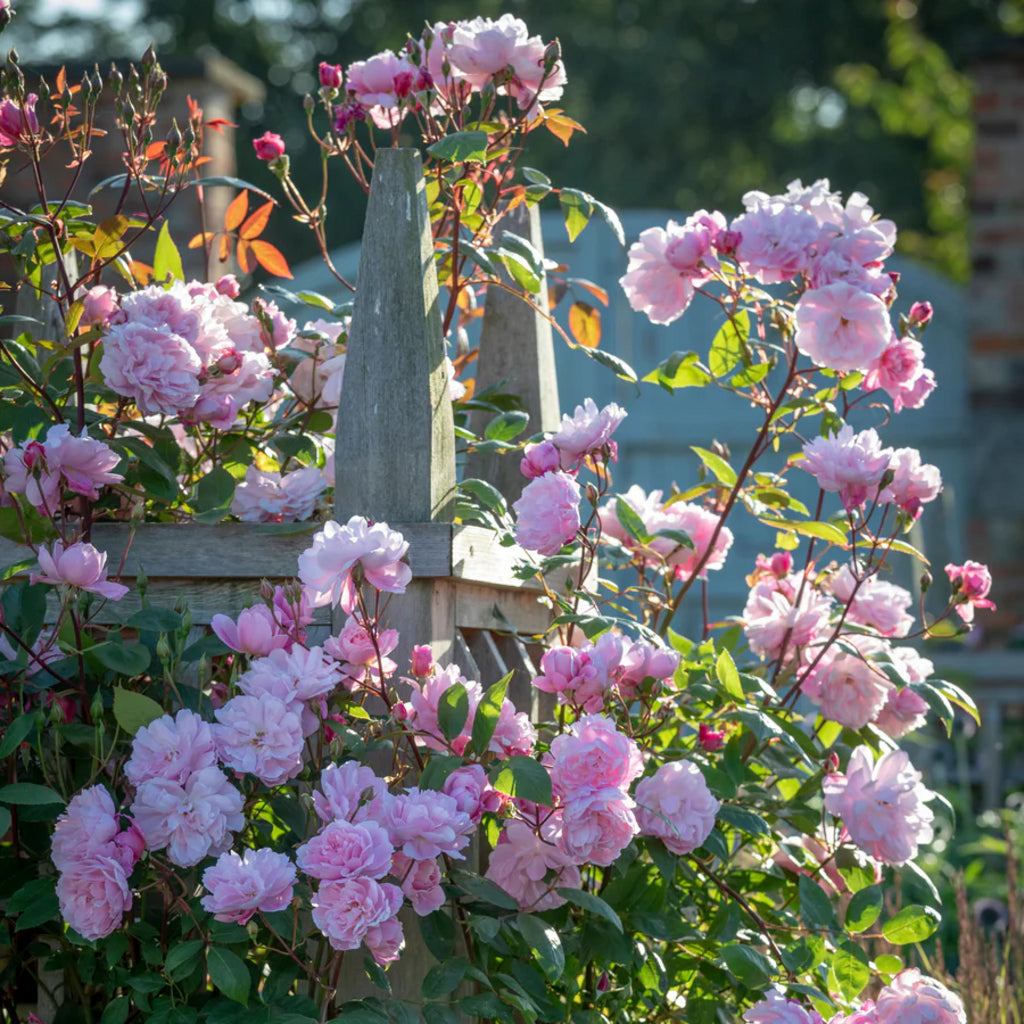 Mary Delany® (AUSorts) David Austin® Climbing Rose Brush Live Plant, 5 gallon