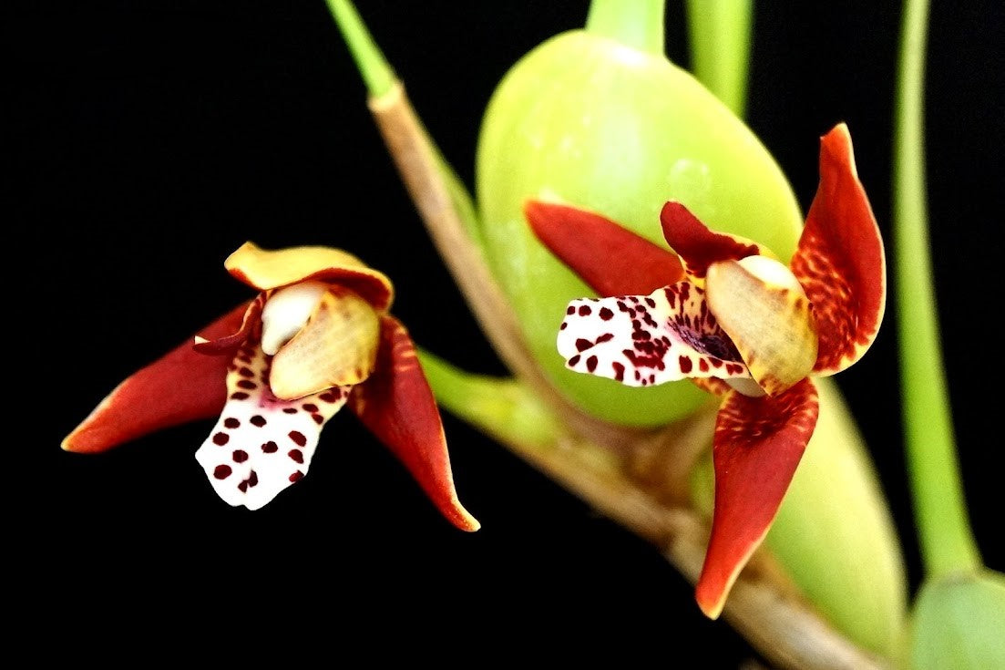 Maxillaria tenuifolia, variegated form --Fragrant Orchid