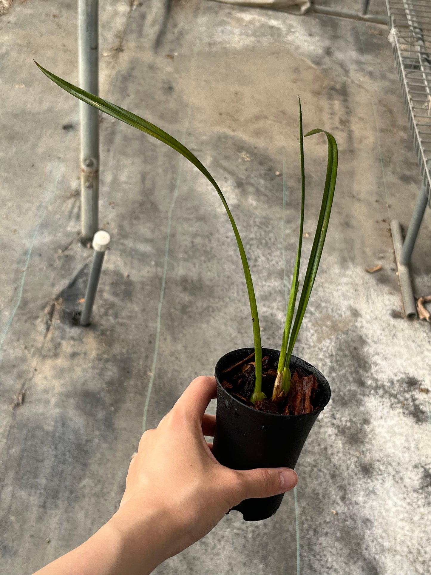 Maxillaria tenuifolia, variegated form --Fragrant Orchid