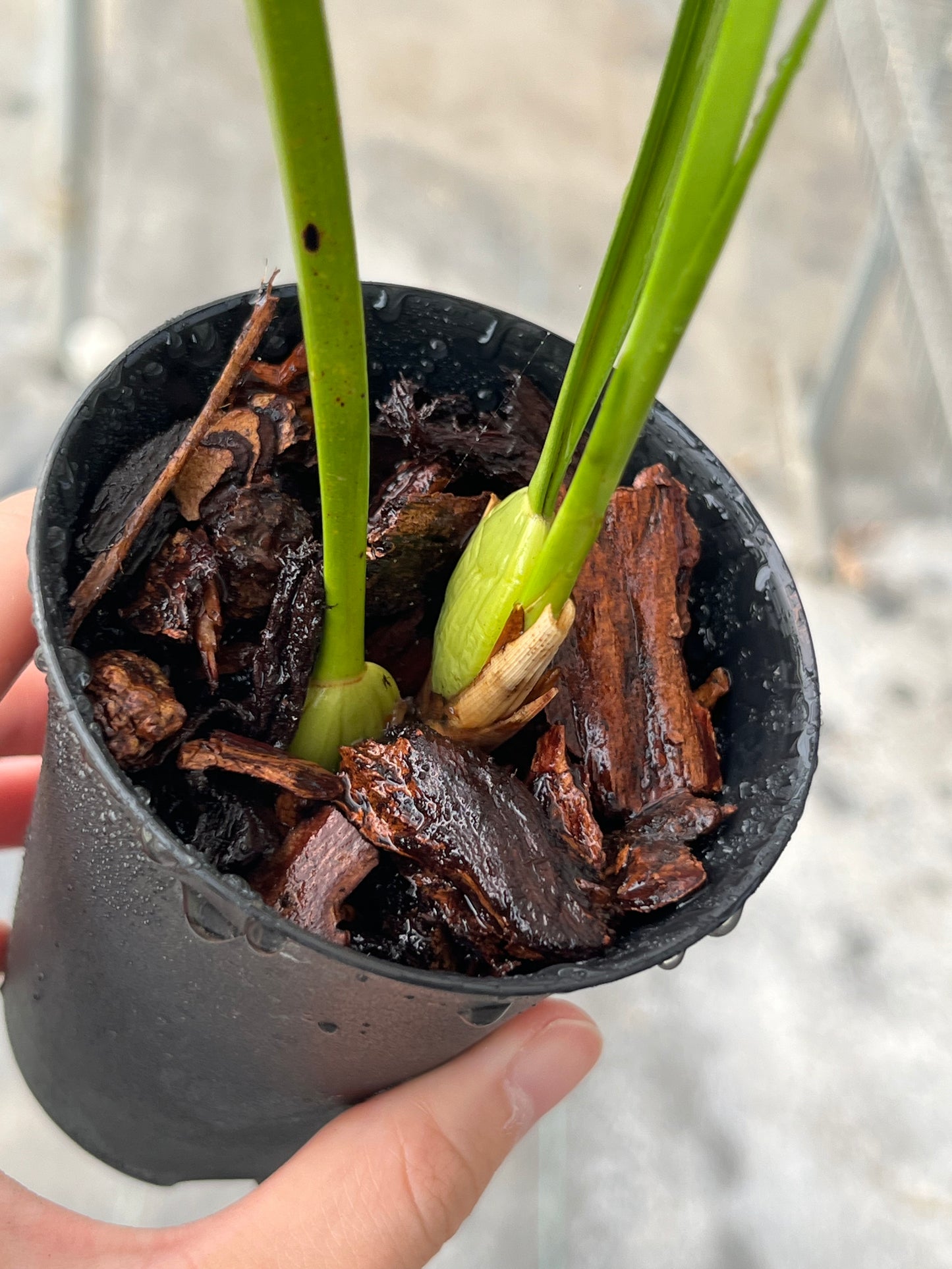 Maxillaria tenuifolia, variegated form --Fragrant Orchid