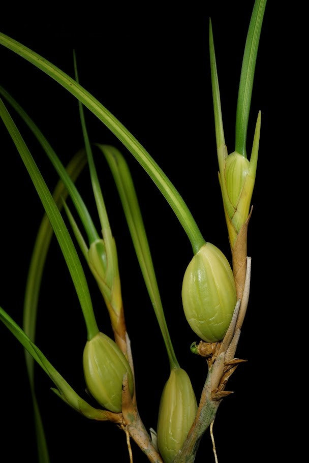 Maxillaria tenuifolia, variegated form --Fragrant Orchid