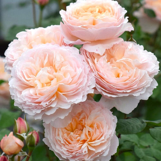 Moonlight in Paris™ Shrub Rose Brush Live Plant, 5 gallon