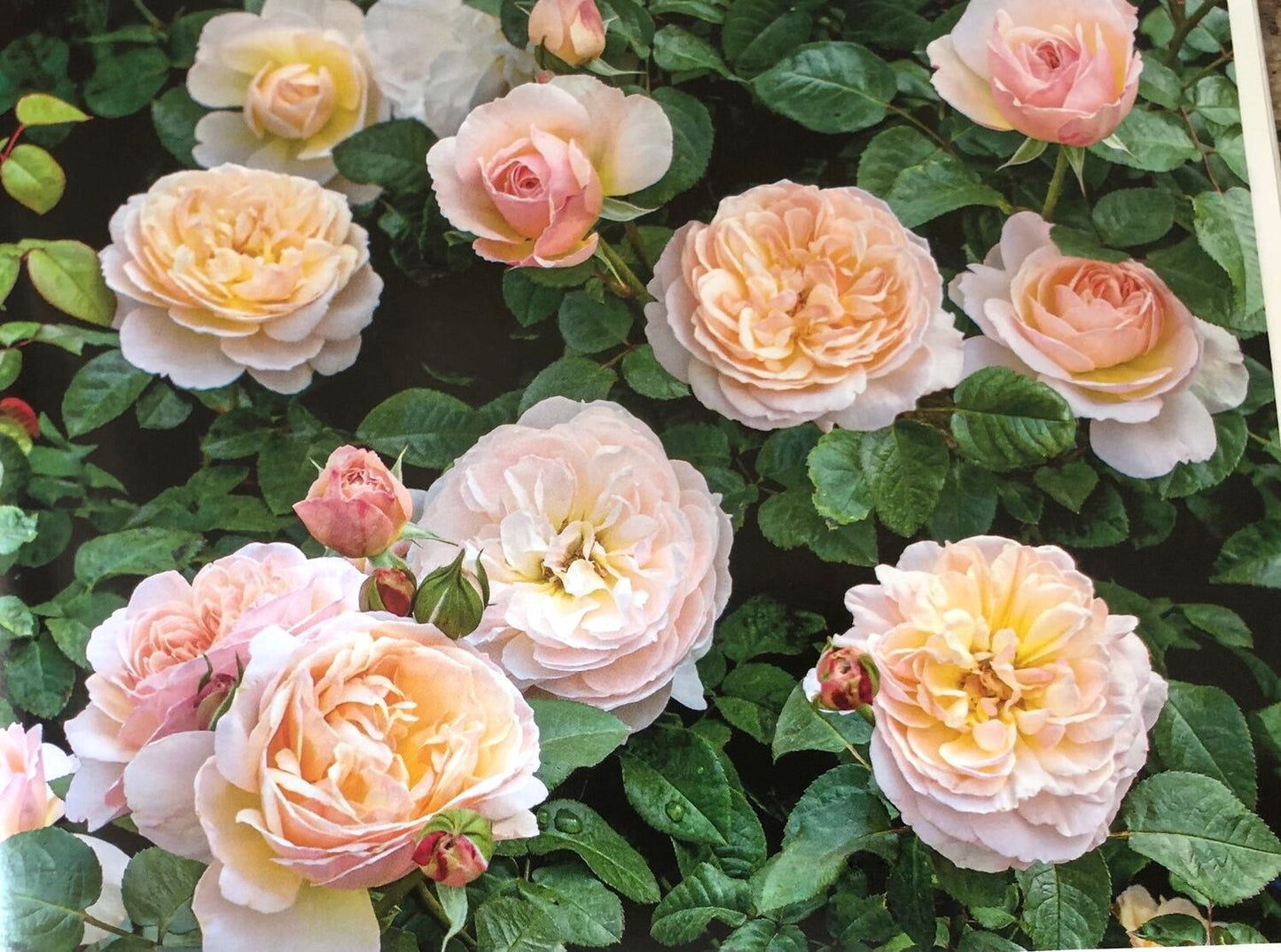 Moonlight in Paris™ Shrub Rose Brush Live Plant, 5 gallon