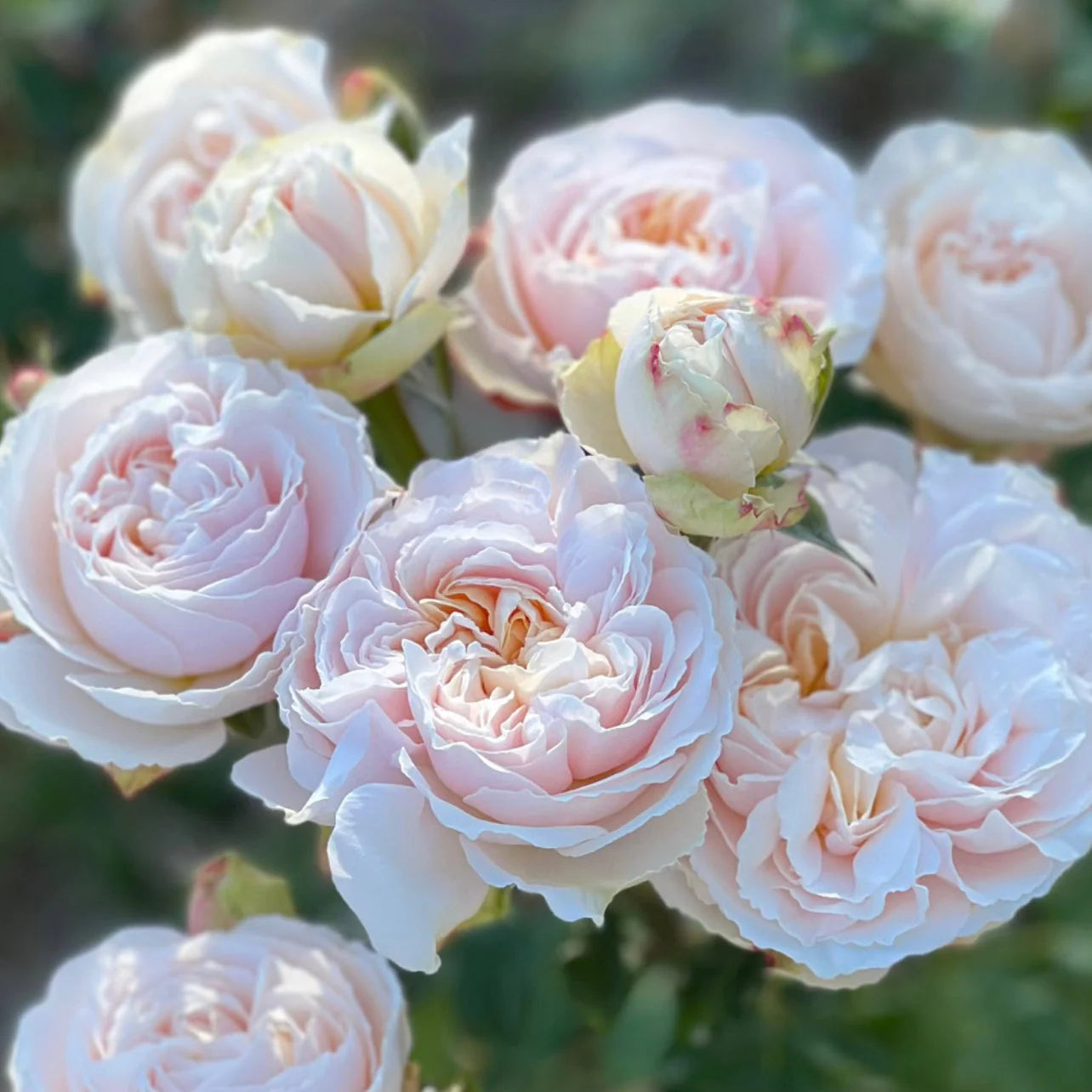 Moonlight in Paris™ Shrub Rose Brush Live Plant, 5 gallon