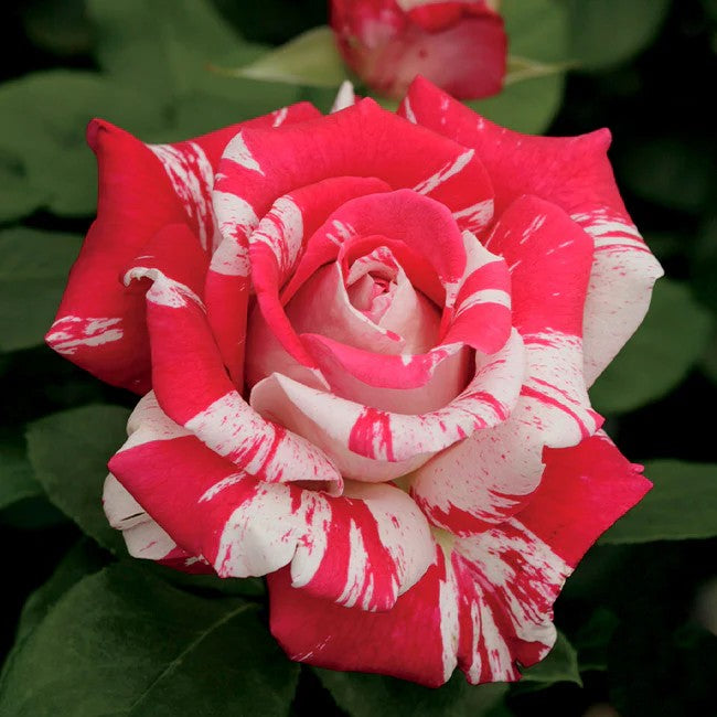 Neil Diamond Shrub Rose Brush Live Plant, 5 gallon