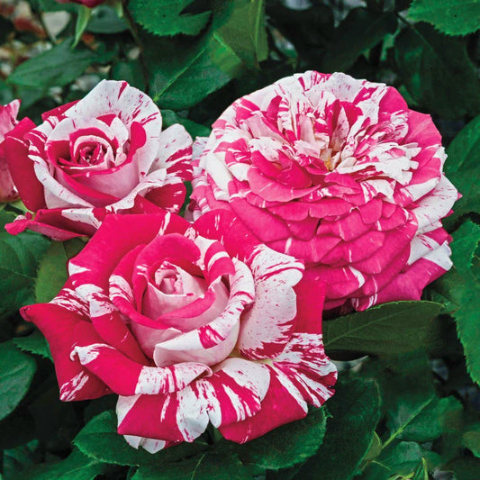 Neil Diamond Shrub Rose Brush Live Plant, 5 gallon