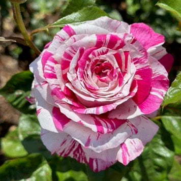 Neil Diamond Shrub Rose Brush Live Plant, 5 gallon
