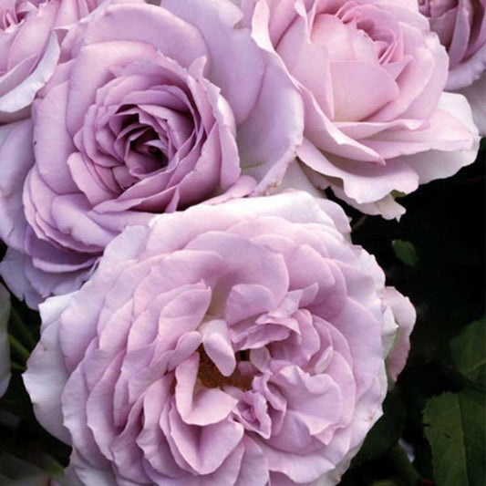Nicole Carol Miller Shrub Rose Brush Live Plant, 5 gallon