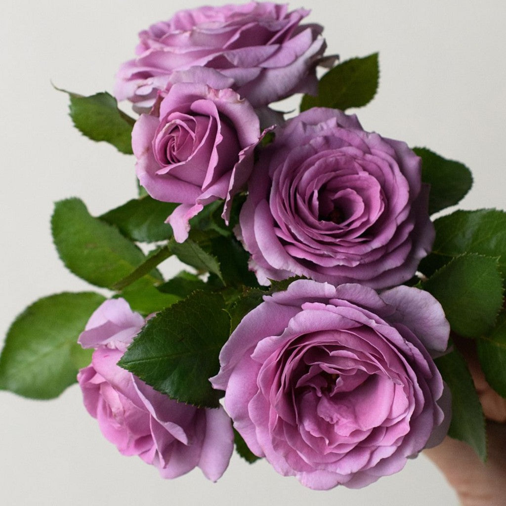Nicole Carol Miller Shrub Rose Brush Live Plant, 5 gallon