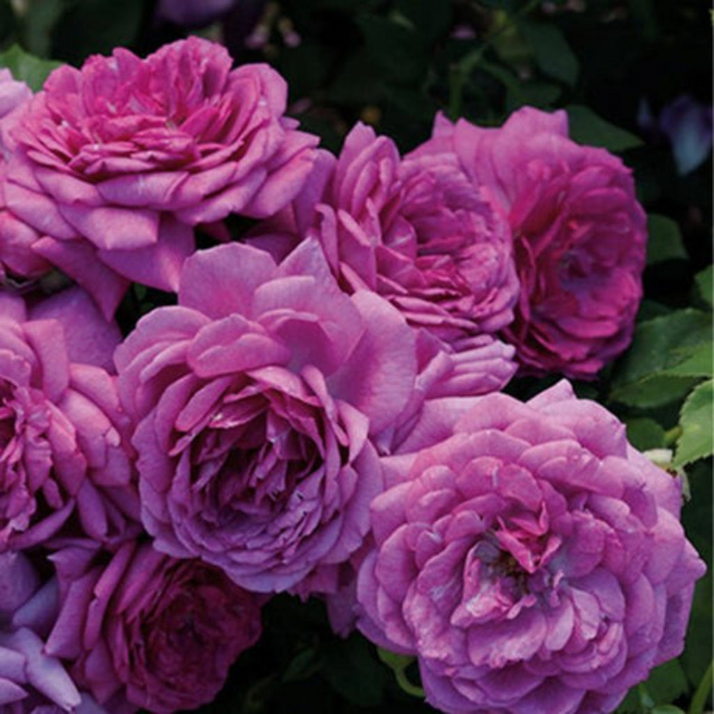Nicole Carol Miller Shrub Rose Brush Live Plant, 5 gallon