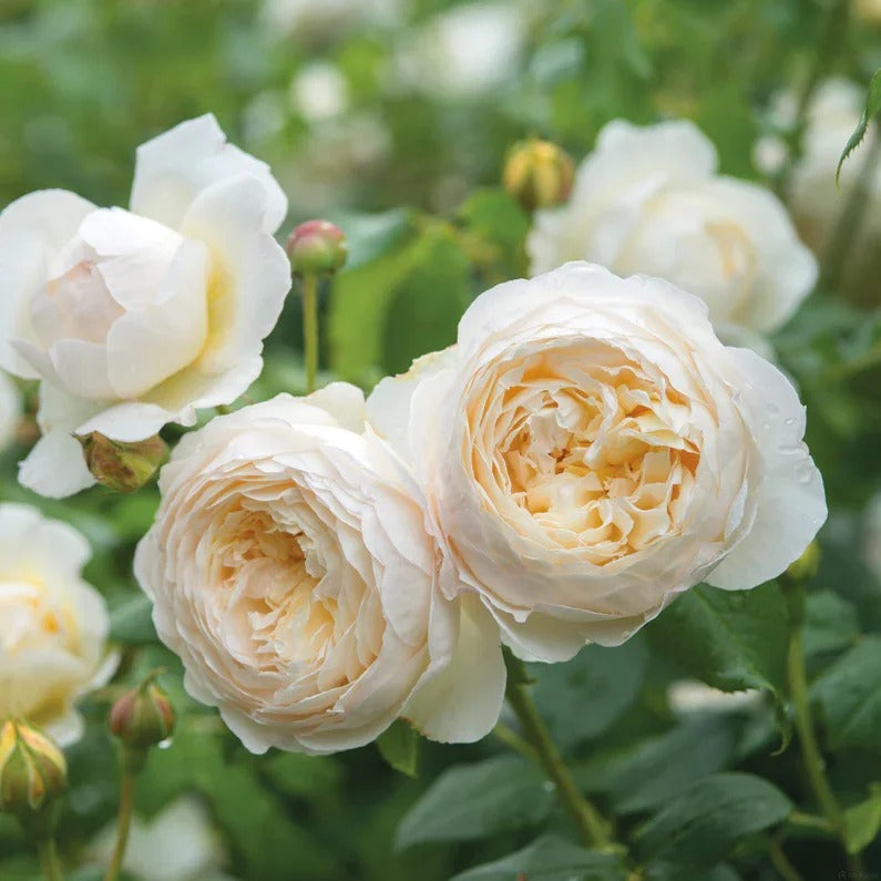 Claire Austin® (AUSprior) David Austin® Shrub Rose Brush Live Plant, 3-5 gallon