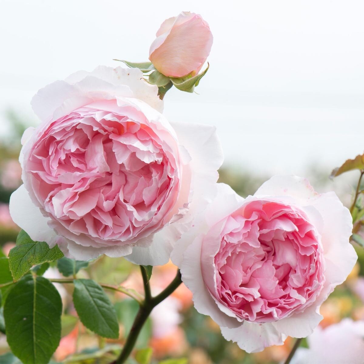 The Wedgwood Rose® (AUSjosiah) David Austin® Climbing Rose Brush Live Plant, 5 gallon
