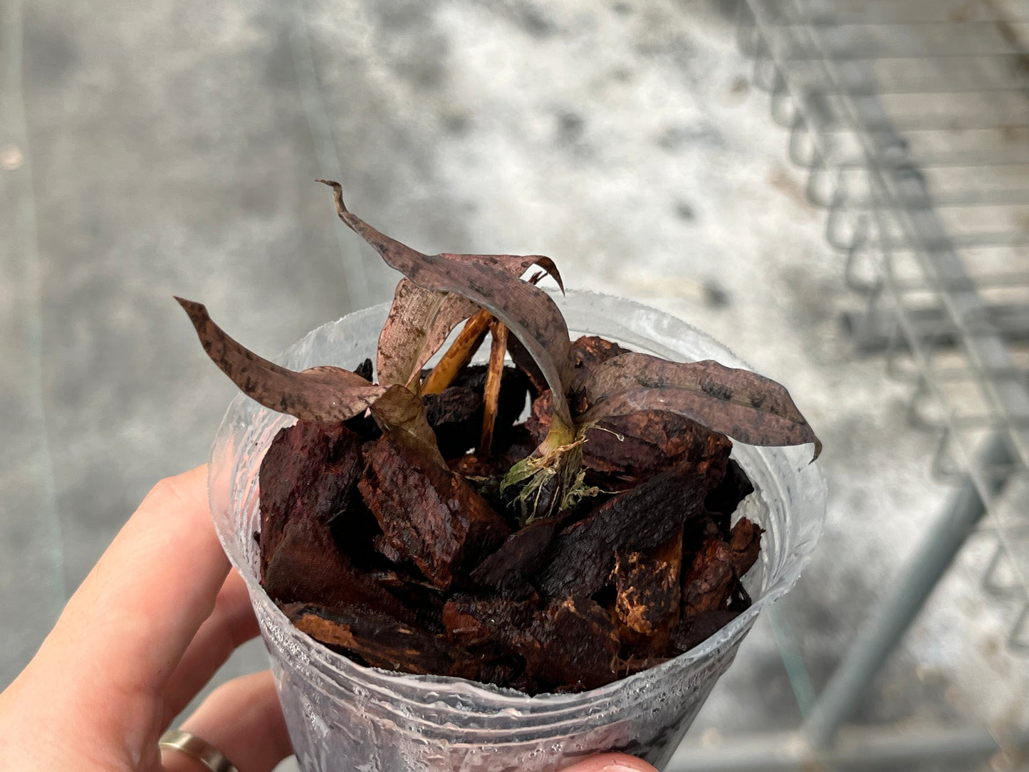 Oeceoclades roseo, variegata form (Oeceoclades roseovariegata) --Miniature Orchid