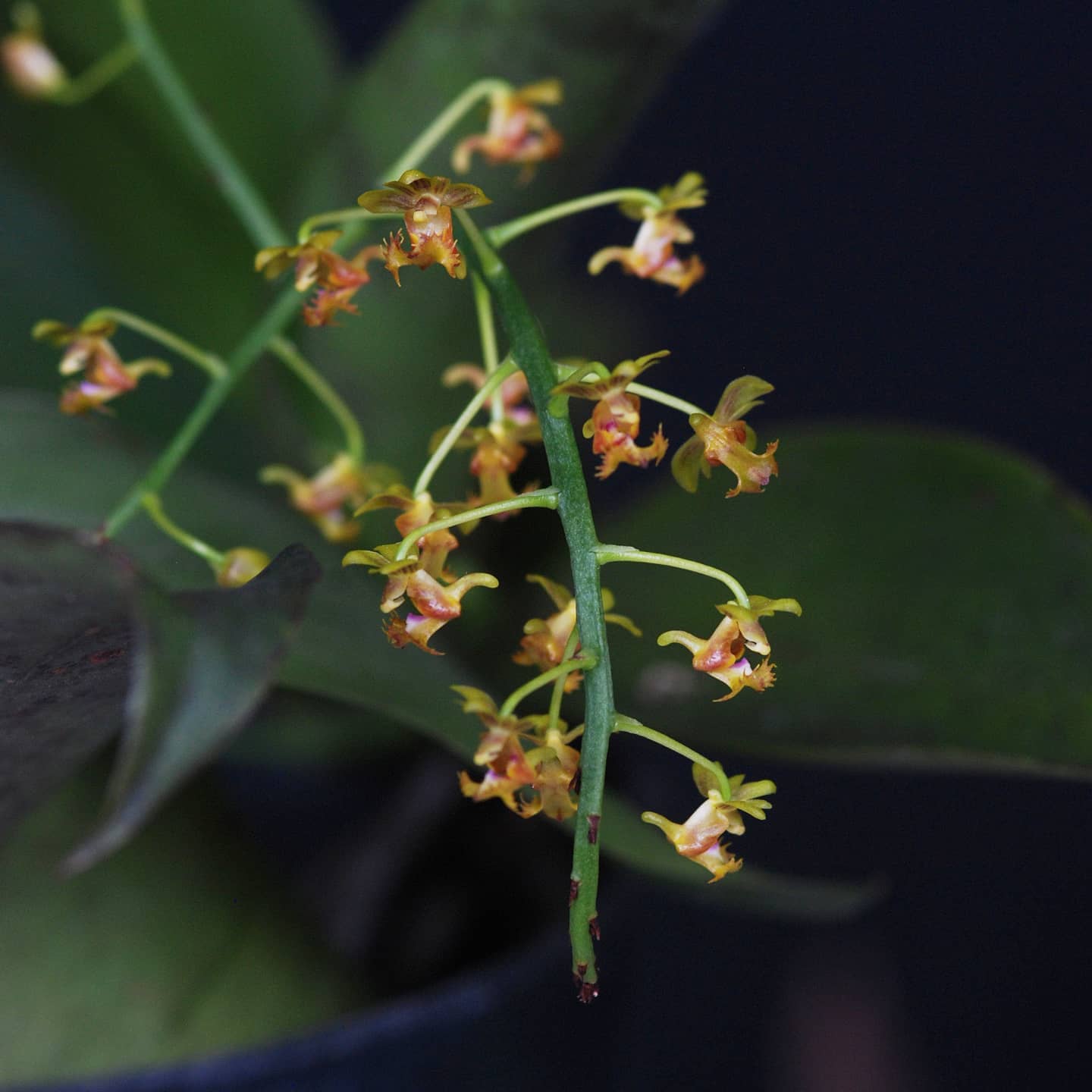 Ornithochilus difformis / Phalaenopsis difformis --Miniature Orchid