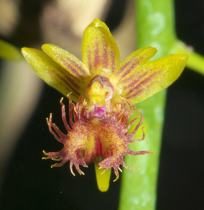 Ornithochilus difformis / Phalaenopsis difformis --Miniature Orchid