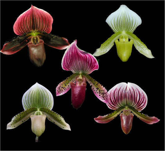 Paphiopedilum Maudiae, Tri-color, Hybrid --Orchid