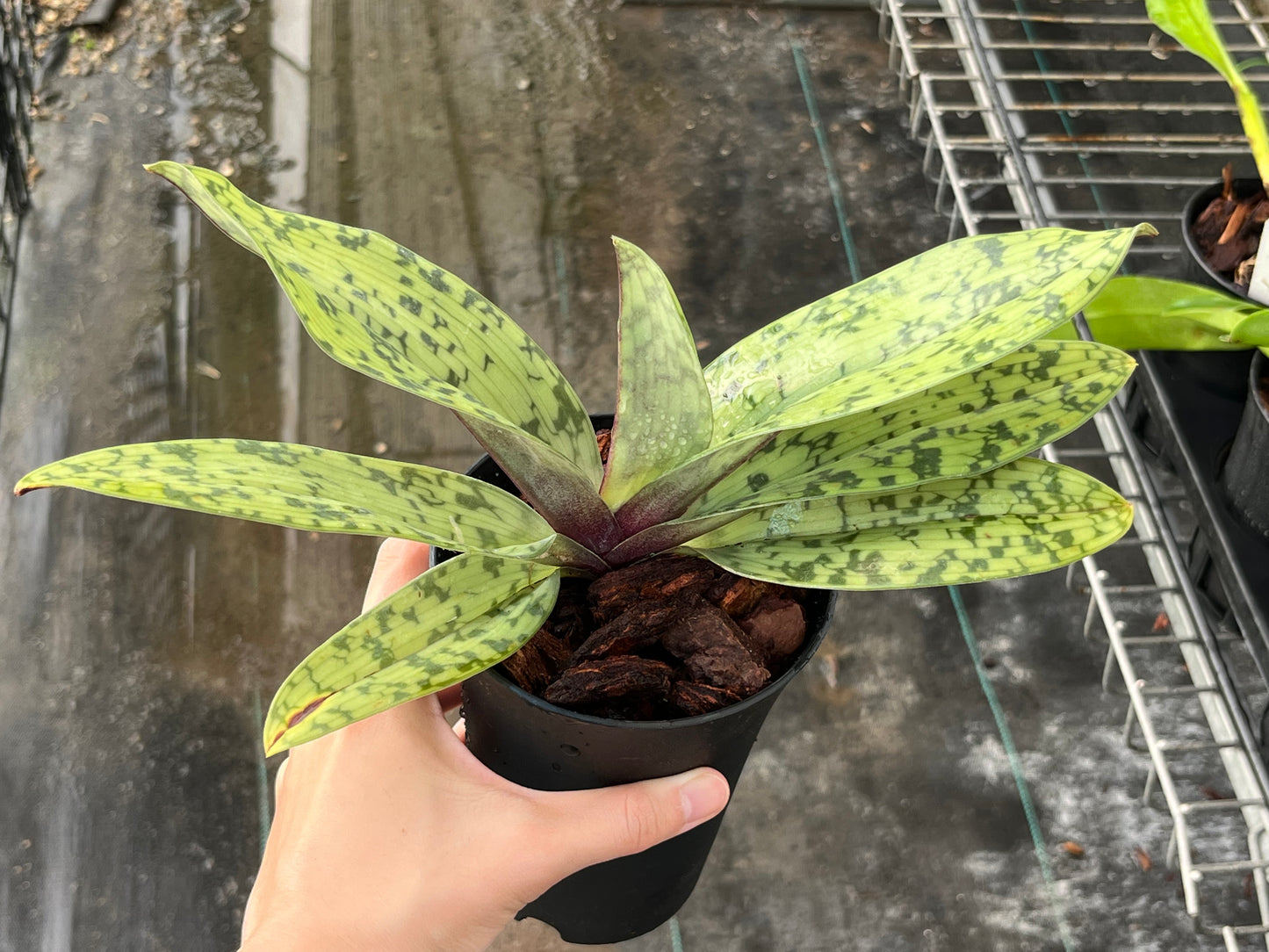 Paphiopedilum Maudiae, Tri-color, Hybrid --Orchid