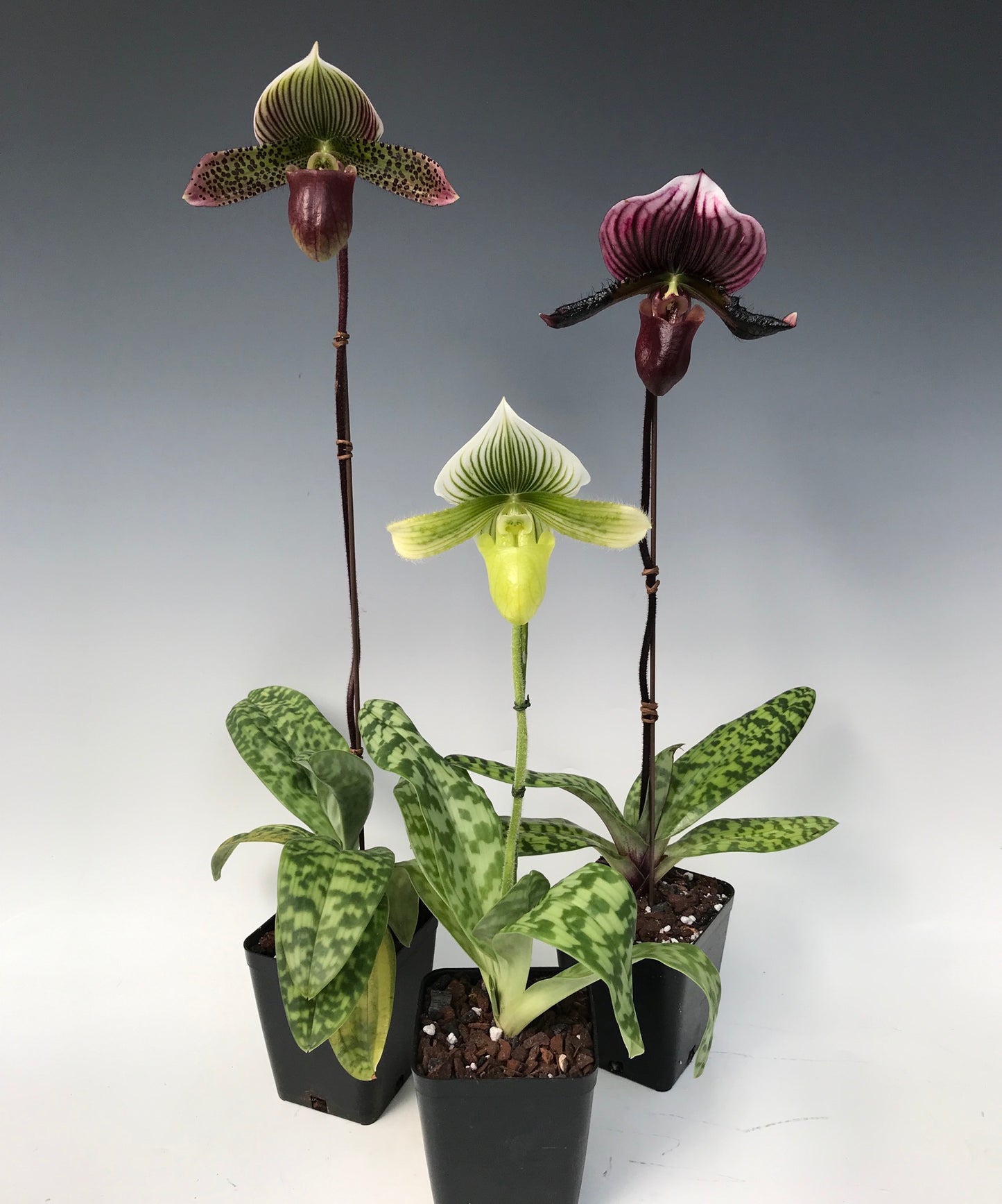 Paphiopedilum Maudiae, Tri-color, Hybrid --Orchid