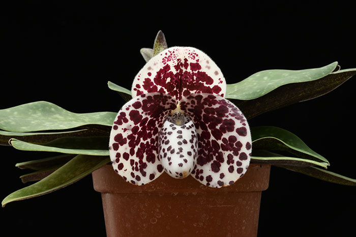 Paphiopedilum bellatulum --Miniature Orchid