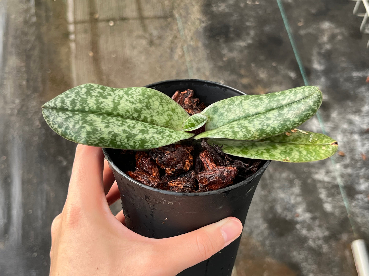 Paphiopedilum bellatulum --Miniature Orchid