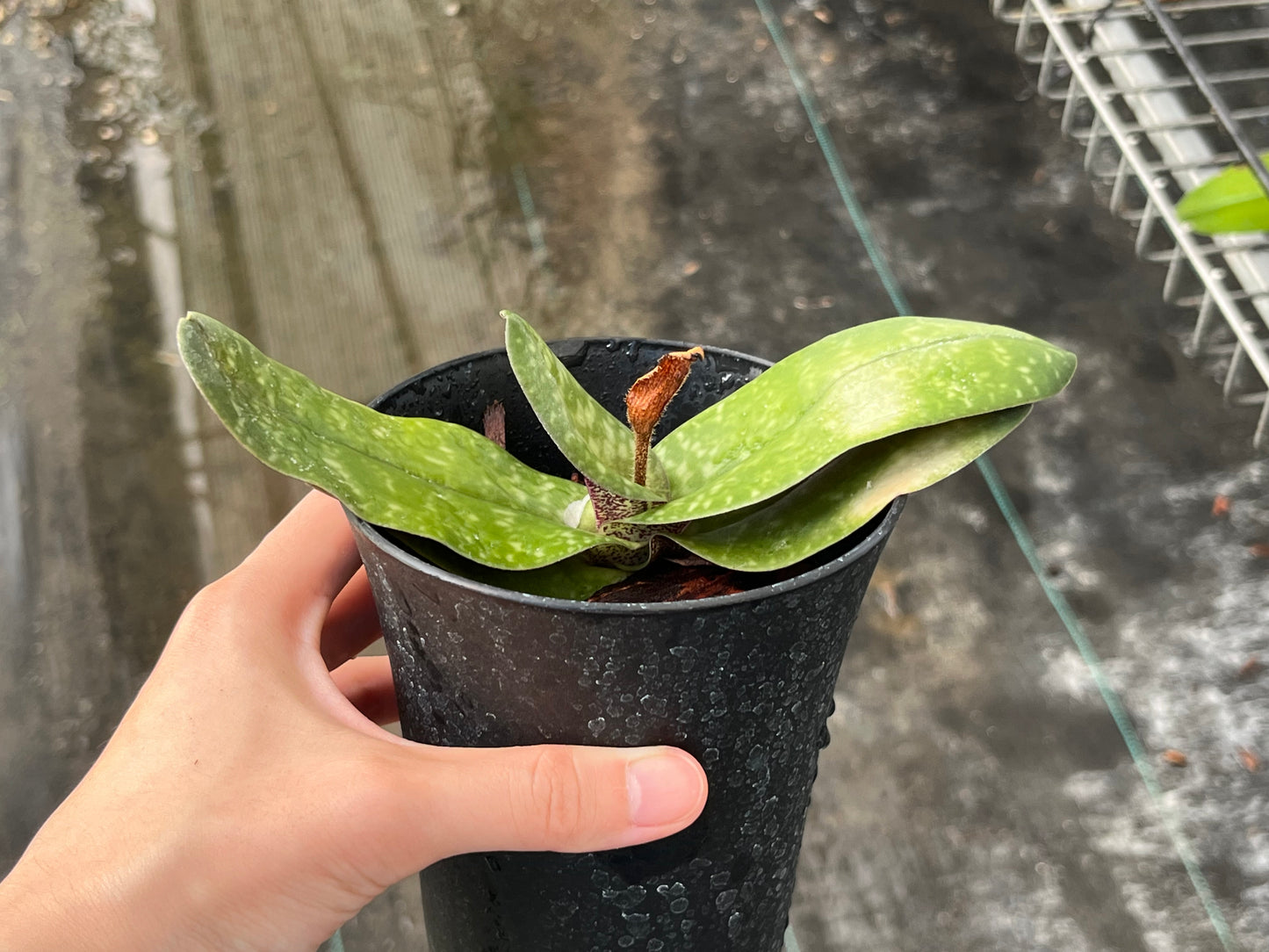 Paphiopedilum bellatulum --Miniature Orchid