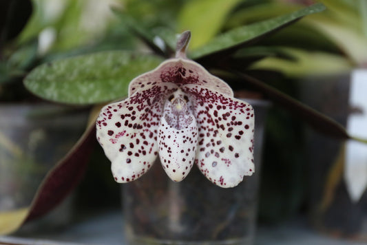 Paphiopedilum bellatulum --Miniature Orchid