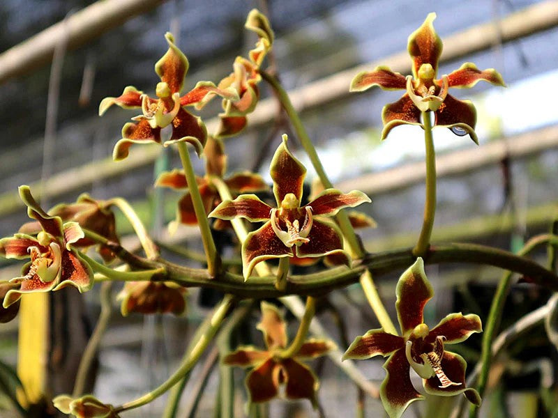 Paraphalaenopsis labukensis --Fragrant Orchid